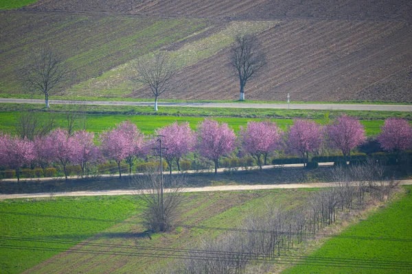 Paisagem Rural Com Árvores Plantas Estação Primavera — Fotografia de Stock