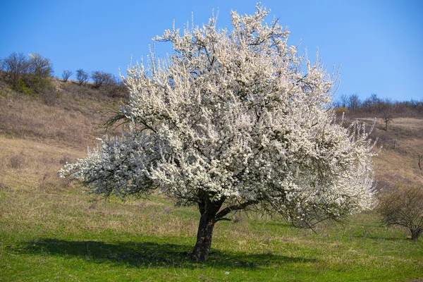 風景の中に咲く春の木 — ストック写真