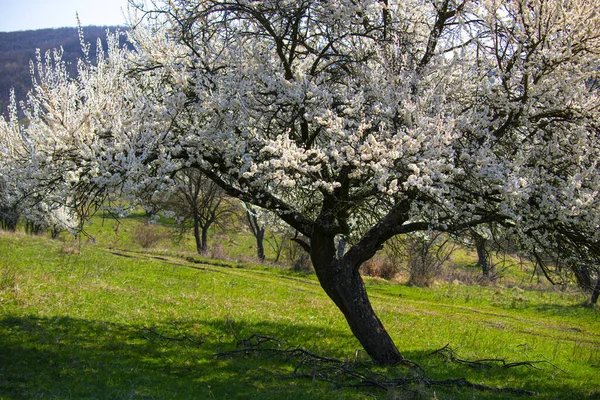 木に花を咲かせる田舎の風景 — ストック写真