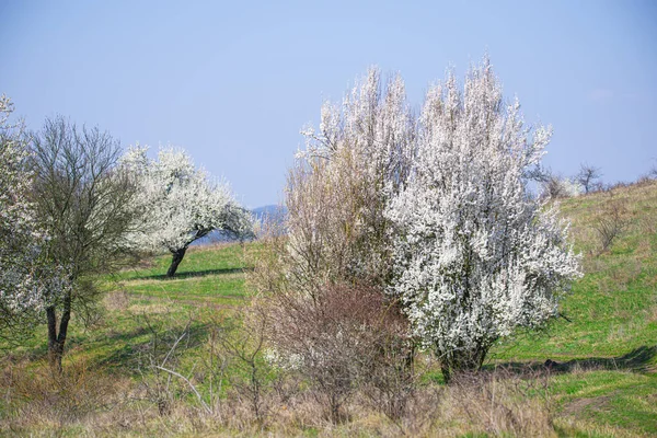 Krajina Krajina Kvetoucími Květy Stromech — Stock fotografie