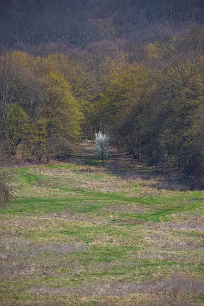 Krajina Jarní Stromy — Stock fotografie