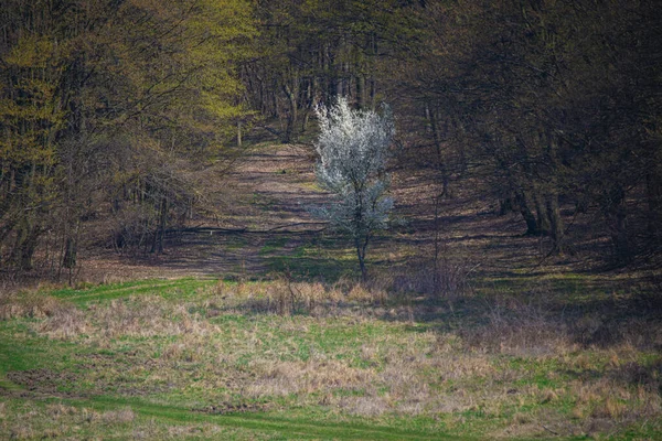 Een Bloeiende Lenteboom Landschap — Stockfoto