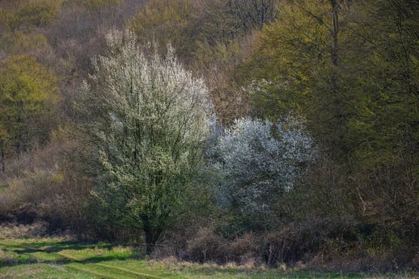 Landsbygdslandskap Med Blommande Blommor Träd — Stockfoto