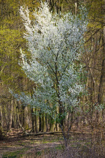 Een Bloeiende Lenteboom Landschap — Stockfoto