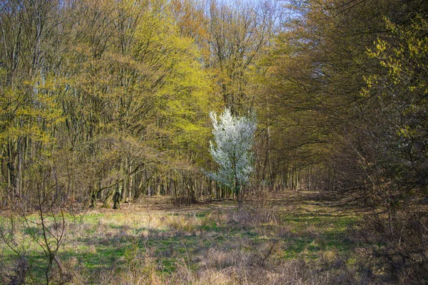 Countryside Landscape Blossoming Flowers Trees — Stock Photo, Image