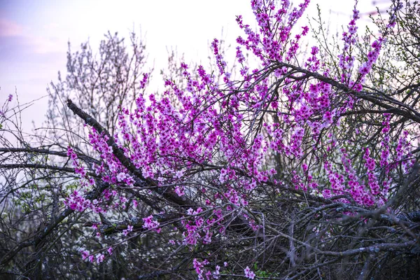 Fleurs Pourpres Printanières Florissantes Sur Les Branches Des Arbres — Photo