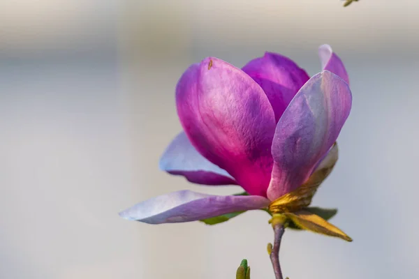 Fleur Magnolia Pourpre — Photo