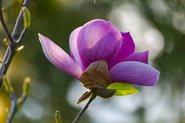 Purple Magnolia Flower Bloom — Stock Photo, Image