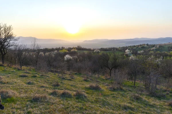 Landschaft Mit Bäumen Und Pflanzen Frühling — Stockfoto