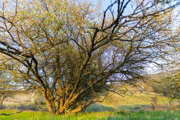 Landschap Met Bomen Planten Het Voorjaar — Stockfoto