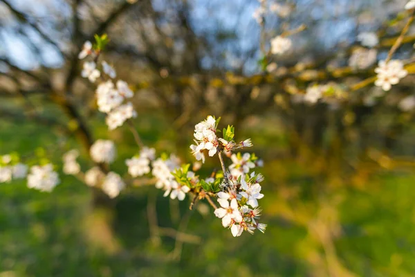 Nahaufnahme Des Blühenden Frühlings Weiße Blumen Auf Ästen — Stockfoto
