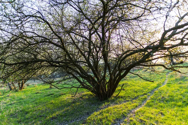 Landschap Met Bomen Planten Het Voorjaar — Stockfoto