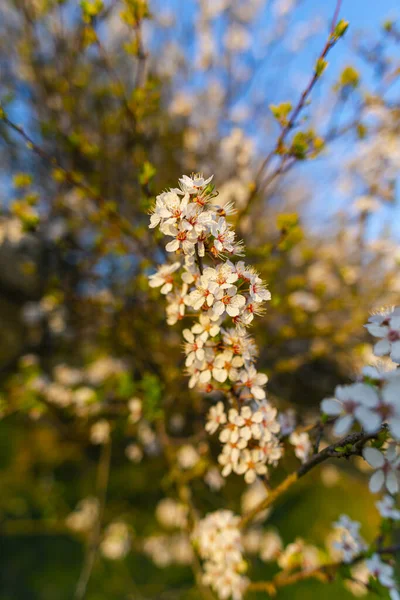 Gros Plan Fleurs Blanches Printanières Florissantes Sur Les Branches Des — Photo