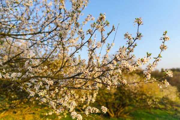 木の枝に咲く春の白い花の終わり — ストック写真