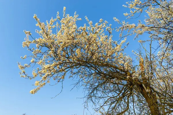 青い空に向かって木の枝に咲く春の白い花の終わり — ストック写真