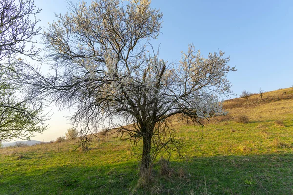Krajina Krajina Kvetoucími Jarními Květy Větvích Stromů — Stock fotografie