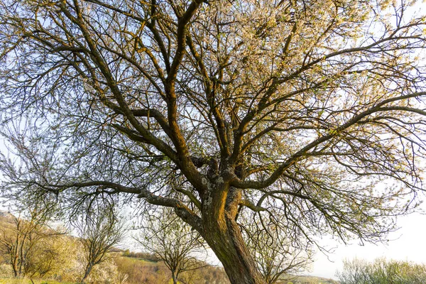 Lenteflora Het Park Bomen Met Takken — Stockfoto