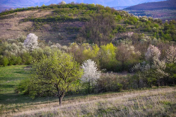 Lkbahar Mevsiminde Ağaçlar Bitkilerle Dolu Kırsal Alan — Stok fotoğraf