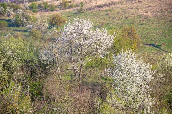 Landschaft Mit Blühenden Frühlingsblumen Auf Ästen — Stockfoto