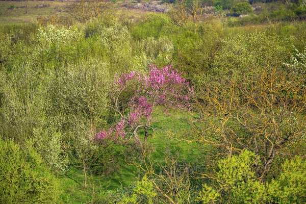 Сільський Пейзаж Деревами Рослинами Навесні — стокове фото