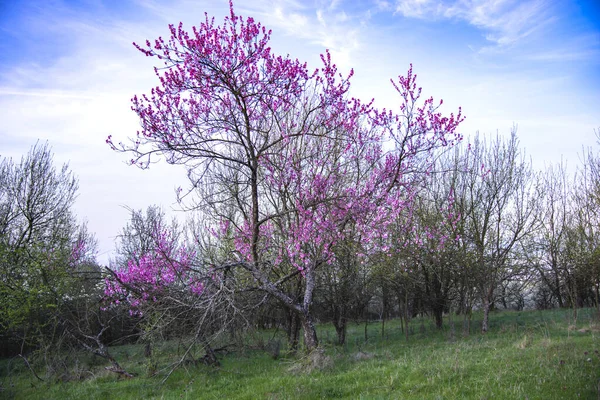 Fleurs Pourpres Printanières Florissantes Sur Les Branches Des Arbres — Photo