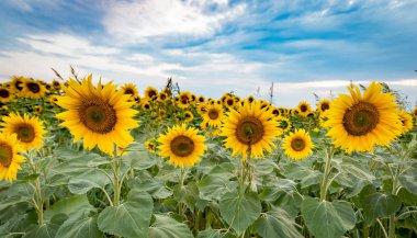 Ayçiçeği mavi gökyüzü ile sahada