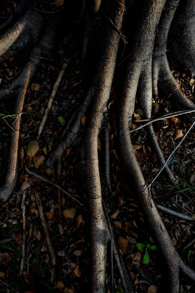 光和阴影的榕树根在森林地面上 n — 图库照片