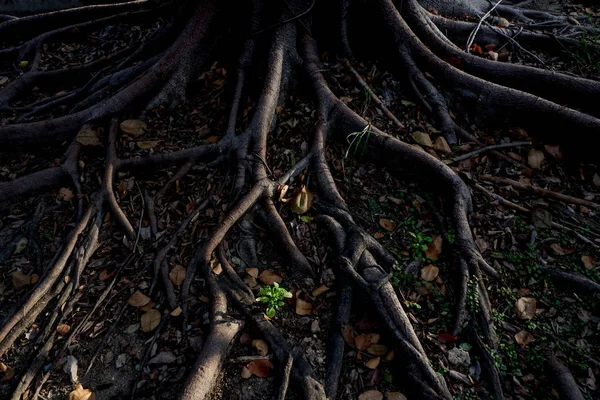 Luz y sombra del árbol de Banyan Raíces en el suelo del bosque para n — Foto de Stock