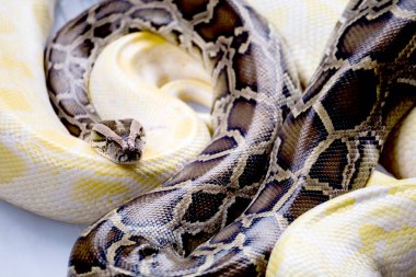 Büyük Reticulated Python veya Boa katta