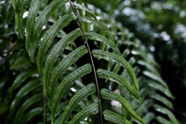 Arka plan için tropikal yaprak