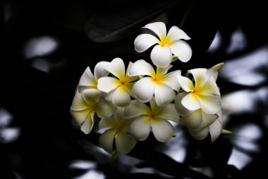 Plumeria Vintage sesi plumeria ağaçta frangipani tropikal 