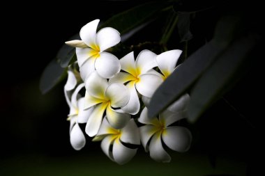 Plumeria Vintage sesi plumeria ağaçta frangipani tropikal 