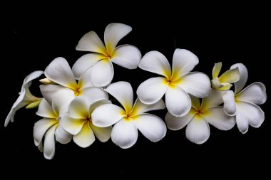 Plumeria Vintage sesi plumeria ağaçta frangipani tropikal 