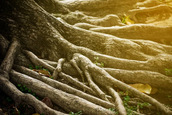 Baumwurzeln Und Grüner Wald — Stockfoto