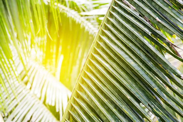 Coconut Leaves Background — Stock Photo, Image