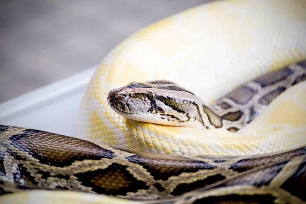 Büyük Reticulated Python veya Boa katta