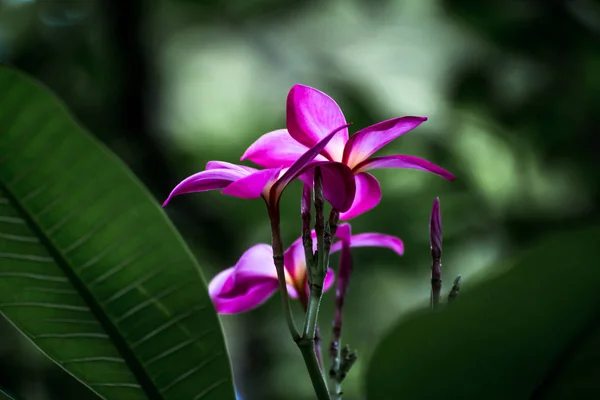 Ροζ Pumeria Στο Δέντρο Plumeria Frangipani Τροπικά Λουλούδια — Φωτογραφία Αρχείου