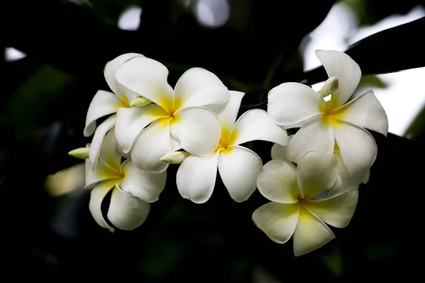 鸡蛋花树，素馨花热带鸡蛋花复古色调 — 图库照片