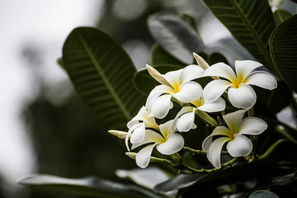 Plumeria Vintage tonen på plumeria träd, frangipani tropiska — Stockfoto