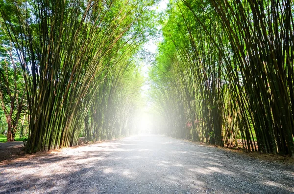 연무 속의 대나무 숲 — 스톡 사진