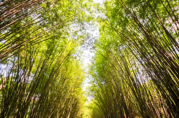 Bambuskog i Thailand — Stockfoto