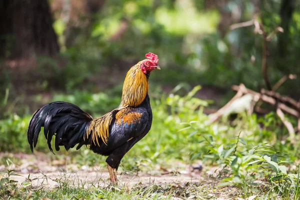 Tayland, gamecocks musluklar mücadele güzelliği