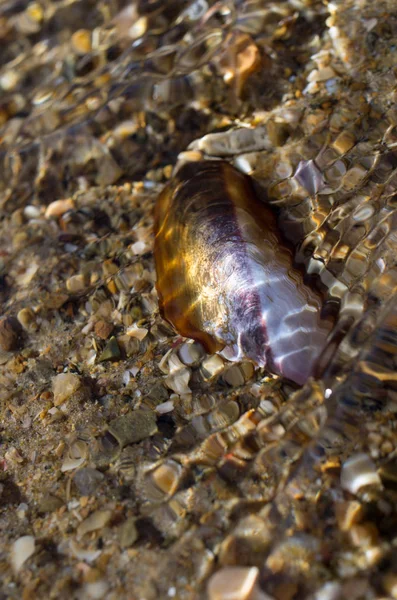 Schelpen op het strand — Stockfoto