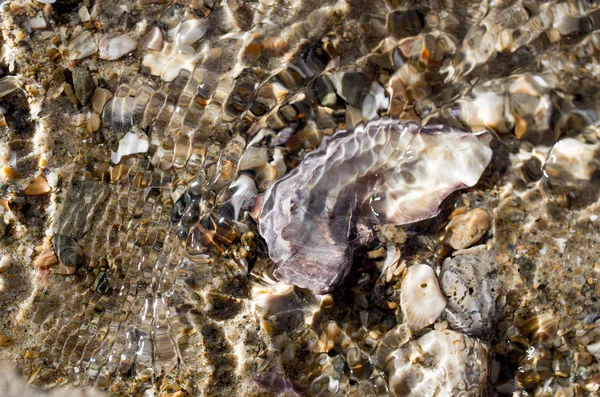 해변의 조개 껍질 — 스톡 사진