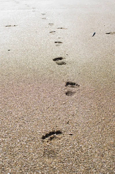 日没時の砂の中の足跡 — ストック写真