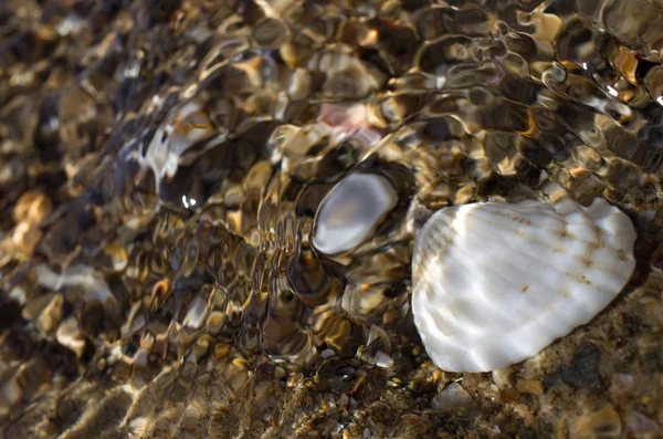 Muschel am Strand Stockbild