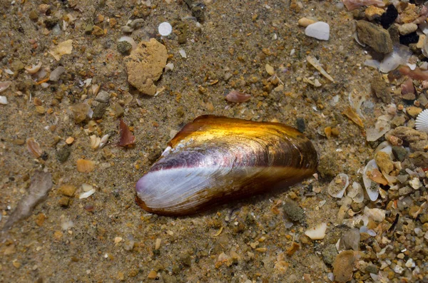 Concha marina en la playa Imagen de archivo