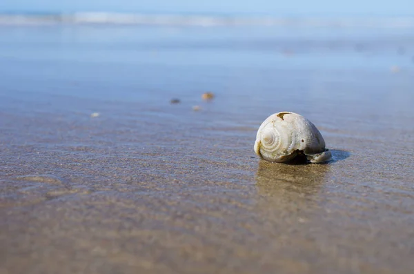 Coquillage sur la plage Photo De Stock