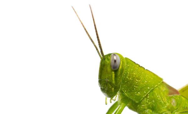 Grashüpfer-grünes Insekt — Stockfoto