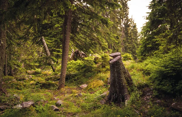 Fir Tree Stub Edge Fantastic Coniferous Forest — Stock Photo, Image